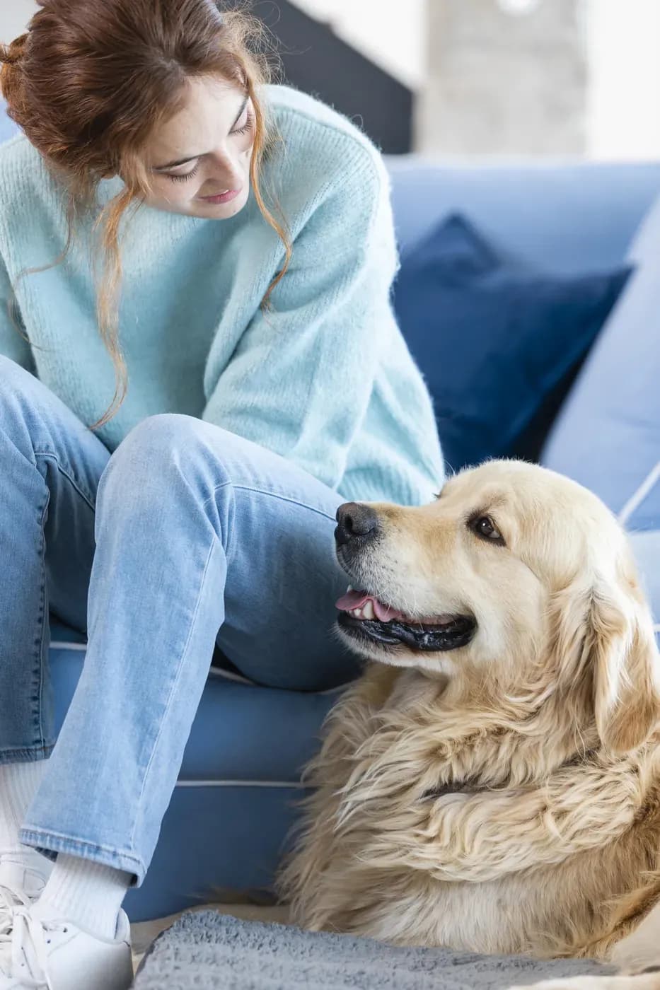 Ședință față în față cu un golden retriever în cameră